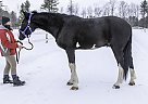 ASTRO - Gelding in Barrie, ON ASTRO - Gelding in Barrie, ON