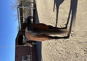 Quarter Horse (Quarter Horse, Mare) in Cave Creek, AZ