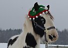 Malachi - Stallion in Laona, WI Malachi - Stallion in Laona, WI