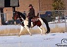 Maximus - Gelding in Laporte, CO Maximus - Gelding in Laporte, CO