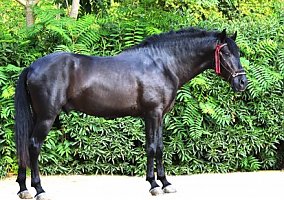 Kateno (Andalusian / PRE, Stallion)