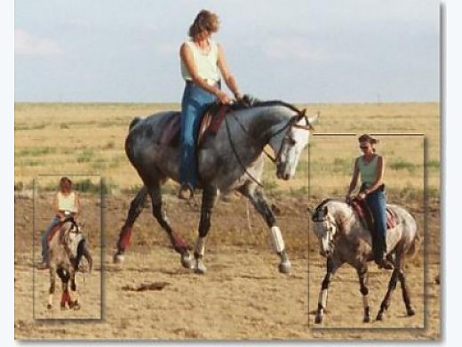 Kdea Horse Of the Year - 2nd Level