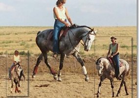 Thoroughbred (Thoroughbred, Stallion) in Dighton, KS
