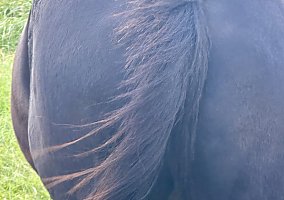 Quarter Horse (Quarter Horse, Mare) in Bealeton, VA