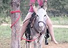 Donkey - Horse for Sale in Hemphill, TX 75948