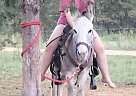 Donkey - Horse for Sale in Hemphill, TX 75948 Donkey - Horse for Sale in Hemphill, TX 75948