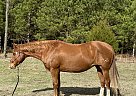 Quarter Horse - Horse for Sale in Jacksonville, NC 28540