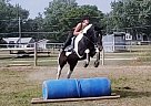 Paint Gelding for Sale in Ft. Wayne, Indiana Bourbon King