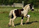 Carrick - Stallion in Laona, WI Carrick - Stallion in Laona, WI