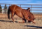 Fizz - Mare in Del Norte, CO Fizz - Mare in Del Norte, CO