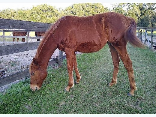 Yearling TB Filly