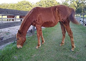 Thoroughbred (Thoroughbred, Mare) in Ocala, FL