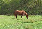 Tennessee Walking Stallion for Sale in Belton, Missouri Tennessee Walking Stallion