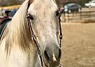 Arabian Mare for Sale in Oakhurst, California Arabian Mare for Sale in Oakhurst, California