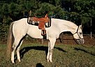 2008 Gray Stallion By 5-Time AQH... Admirals Strokev Art