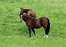 SKIP - Gelding in Newark, OH SKIP - Gelding in Newark, OH