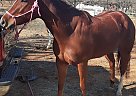 Rusty - Mare in Cleburne, TX