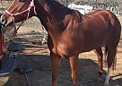 Rusty - Mare in Cleburne, TX Rusty - Mare in Cleburne, TX