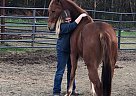 Ariat - Mare in Houston, TX Ariat - Mare in Houston, TX
