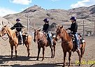 Sweet Mare Needs a new Home With... Quarter Horse Mare