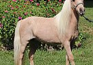 Miniature - Horse for Sale in Dryden, VA 24243