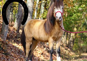 Miniature Horse (Miniature Horse, Mare) in Dryden, VA