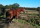 Quarter Horse - Horse for Sale in Kansas City, MO 64155
