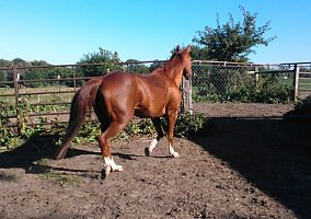 Quarter Horse (Quarter Horse, Gelding) in Kansas City, MO