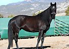 Lusitano - Horse for Sale in Levan, UT 84639
