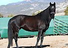Lusitano - Horse for Sale in Levan, UT 84639 Lusitano - Horse for Sale in Levan, UT 84639