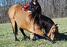 Rocky Mountain Gelding for Sale in Mount Vernon, Kentucky Rocky Mountain Gelding for Sale in Mount Vernon, Kentucky