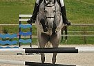 Holsteiner - Horse for Sale in Praha, Holsteiner - Horse for Sale in Praha,
