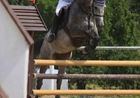 Warmblood (Warmblood)