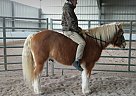 Nemo - Gelding in Marquette, MI Nemo - Gelding in Marquette, MI
