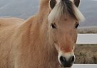 Norwegian Fjord Gelding Fjord Gelding