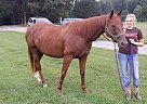 OTTB Mare Thoroughbred Mare