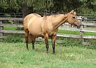 Peppys Chancy Cat - Mare in Waukon, IA Peppys Chancy Cat - Mare in Waukon, IA