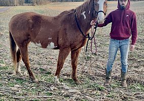 Quarter Horse (Quarter Horse, Gelding) in Athens, TN