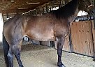 Quarter Horse - Horse for Sale in Mechanicsville, VA 23111
