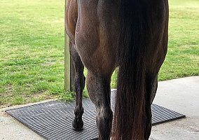 Quarter Horse (Quarter Horse, Mare) in Mechanicsville, VA