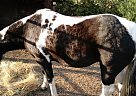 Black and White Tennessee Walker... Lacie