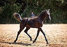 Oldenburg - Horse for Sale in Lavonia, GA 30553