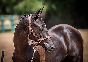 Warmblood (Warmblood, Mare) in Lavonia, GA