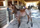 Appendix - Horse for Sale in Little River, SC 29566 Appendix - Horse for Sale in Little River, SC 29566