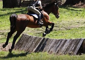 Warmblood (Warmblood, Mare) in Wakefield, RI