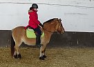 chumley - Gelding in Barrie, ON chumley - Gelding in Barrie, ON