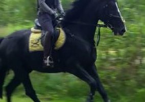 Hanoverian (Hanoverian, Gelding)