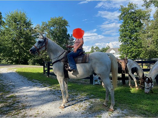 Amazing Horse for Sale