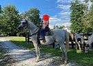 Arabian - Horse for Sale in Dawsonville, GA 30534