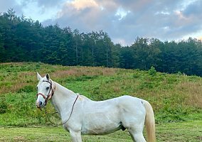 Arabian (Arabian, Gelding) in Dawsonville, GA